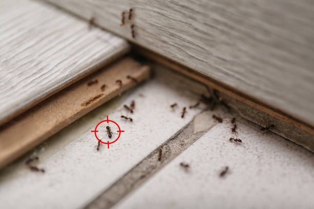 Foscoe, NC Pest Control Company