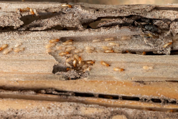 Best Flea Control Services  in Foscoe, NC