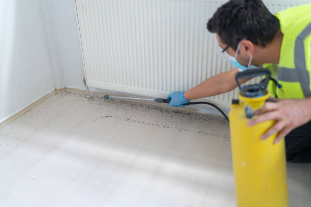 Best Wasp Removal Services  in Foscoe, NC