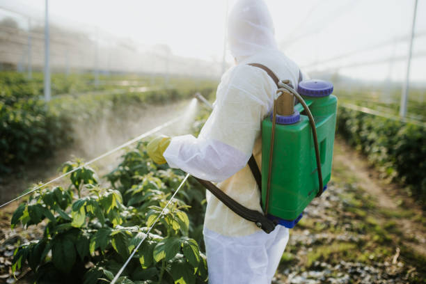 Best Bed Bug Extermination  in Foscoe, NC
